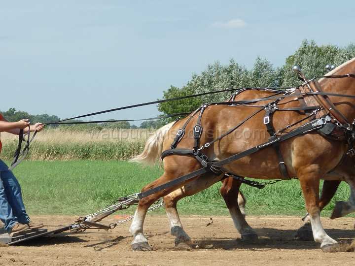 alto-fair-horse-pull-2009-037