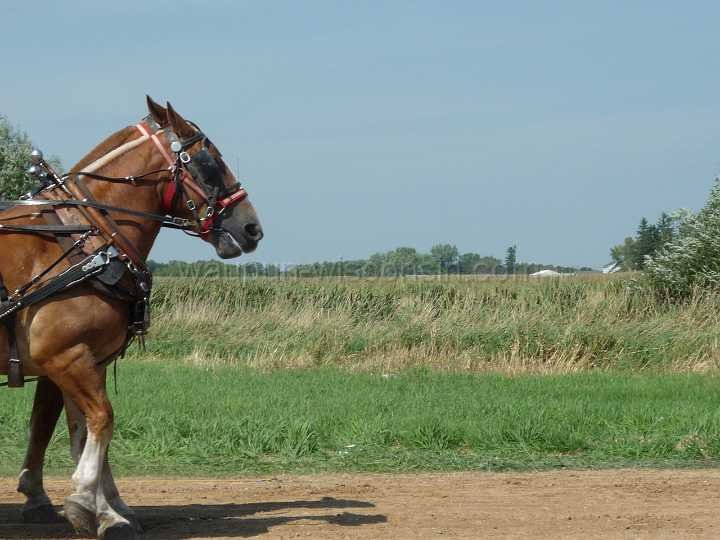 alto-fair-horse-pull-2009-041