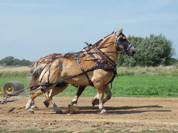 alto-fair-horse-pull-2009-151