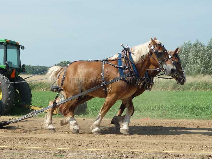 alto-fair-horse-pull-2009-221