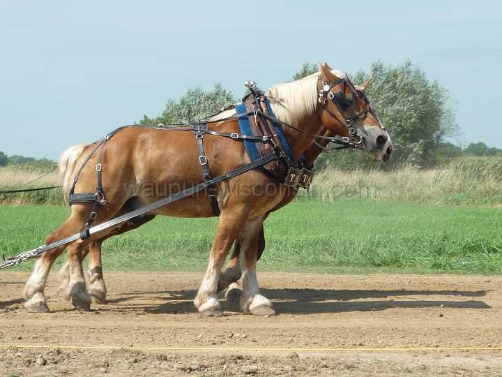 alto-fair-horse-pull-2009-224