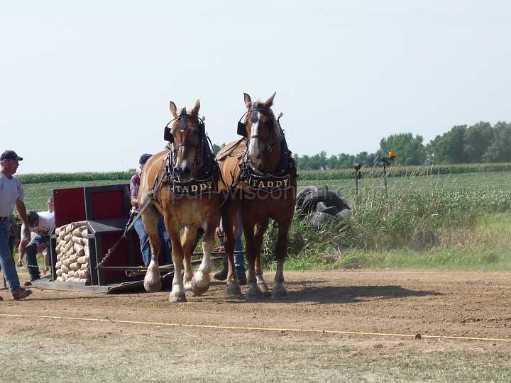 alto-fair-horse-pull-2009-306