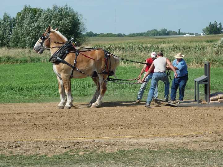 alto-fair-horse-pull-2009-324