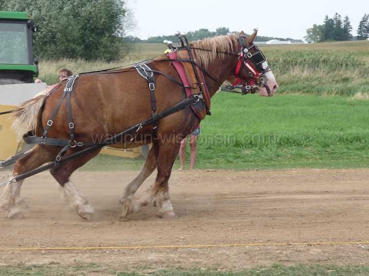 alto-fair-horse-pull-2009-462