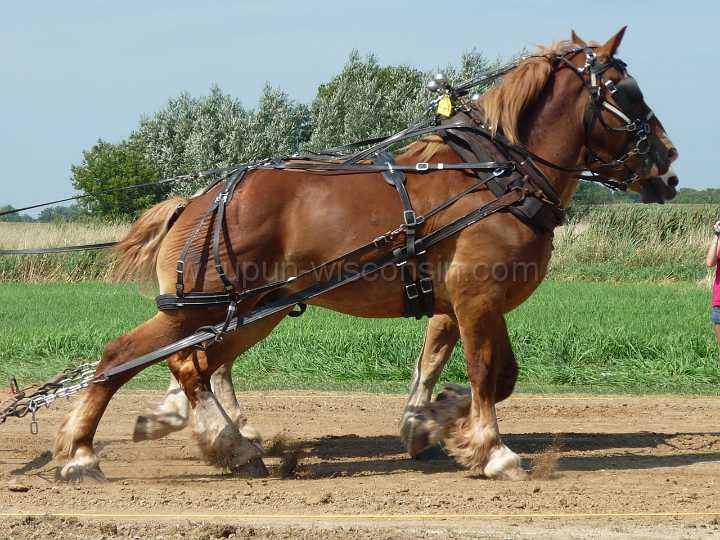 alto-fair-horse-pull-2009-083