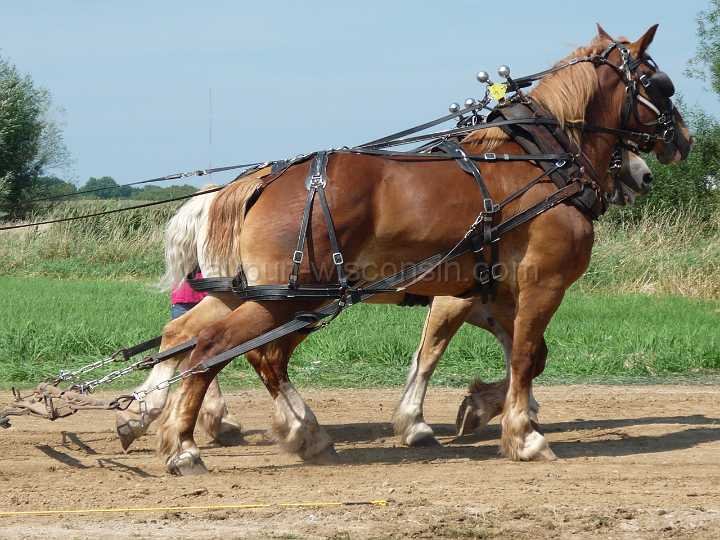 alto-fair-horse-pull-2009-086