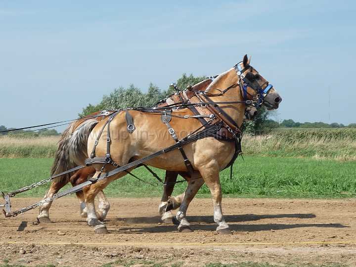 alto-fair-horse-pull-2009-152