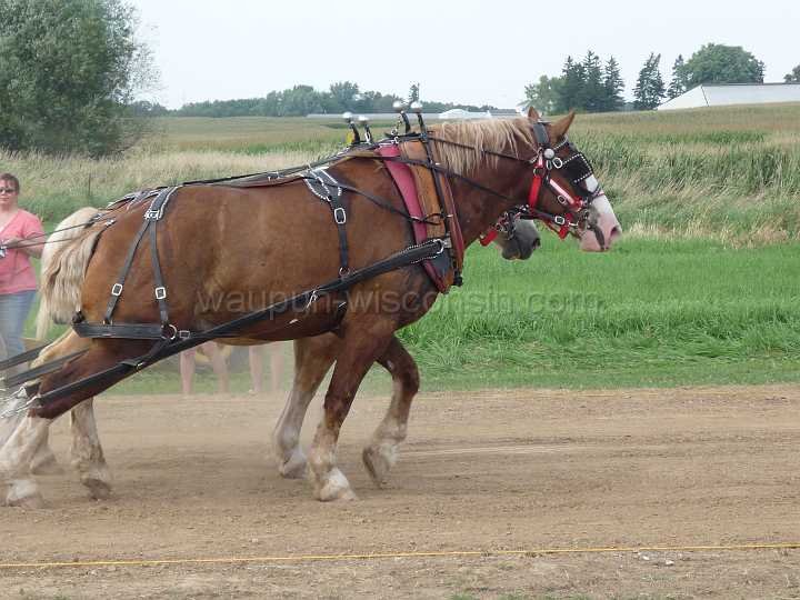 alto-fair-horse-pull-2009-464