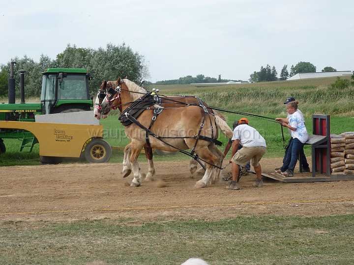 alto-fair-horse-pull-2009-662